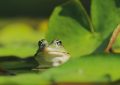 Dreaming of Frogs : 16 Symbols and Meanings