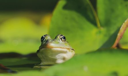 Dreaming of Frogs : 16 Symbols and Meanings