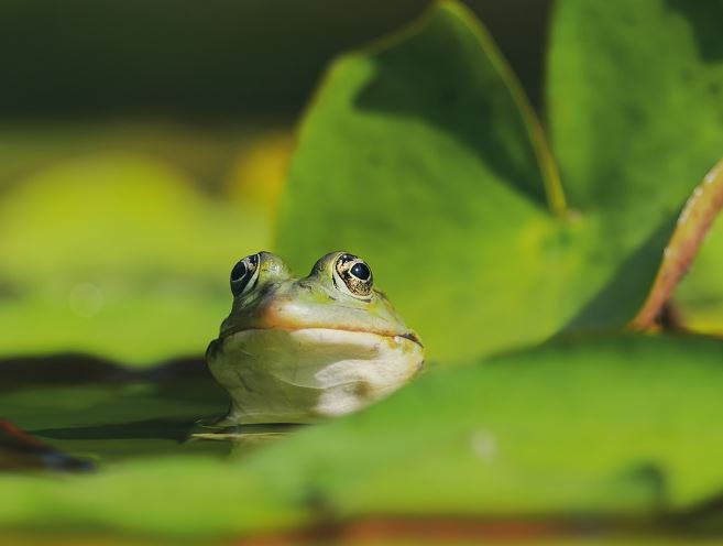 Dreaming of Frogs : 16 Symbols and Meanings