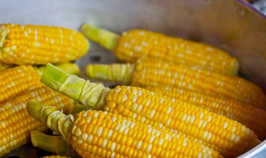Dreaming of Corn : 16 Symbols and Meanings