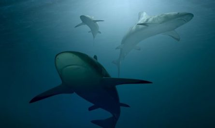 Dreaming of Sharks : 15 Symbols and Meanings