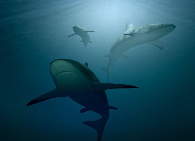 Dreaming of Sharks : 15 Symbols and Meanings