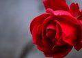Dreaming of Roses : 13 Symbols and Meanings