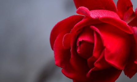 Dreaming of Roses : 13 Symbols and Meanings