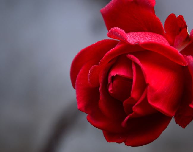 Dreaming of Roses : 13 Symbols and Meanings