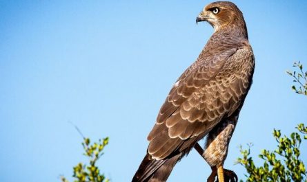 Dreaming of an Eagle : 10 Symbols and Meanings