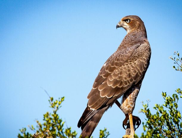 Dreaming of an Eagle : 10 Symbols and Meanings