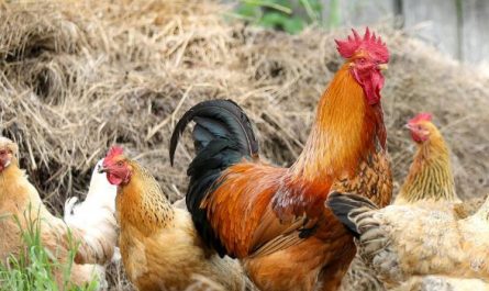 Dreaming of Chickens : 17 Symbols and Meanings