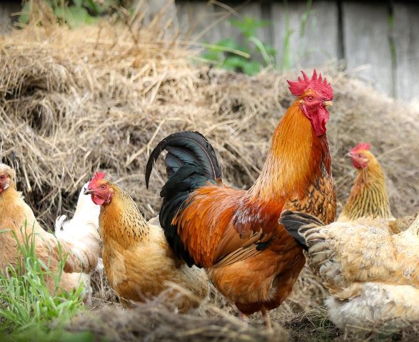 Dreaming of Chickens : 17 Symbols and Meanings