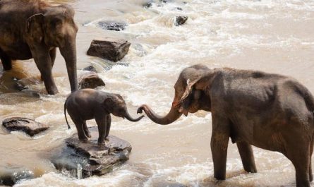 Dreaming of Elephants : 12 Symbols and Meanings