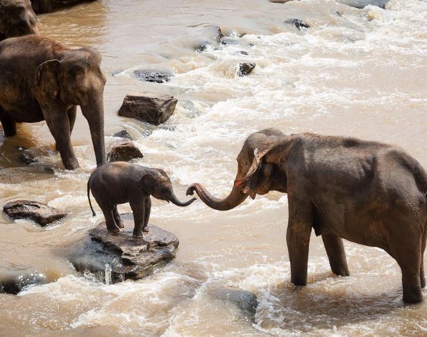 Dreaming of Elephants : 12 Symbols and Meanings