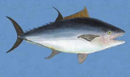 16 Symbolic Meanings of Dreaming About Fish