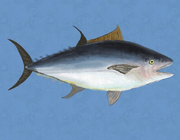 16 Symbolic Meanings of Dreaming About Fish