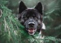 9 Symbolic Meanings of Dreaming of a Black Dog