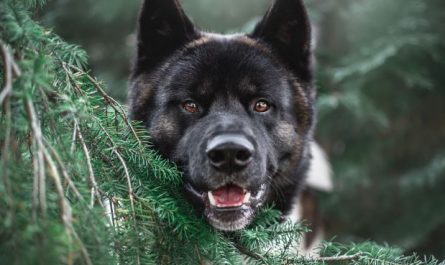 9 Symbolic Meanings of Dreaming of a Black Dog