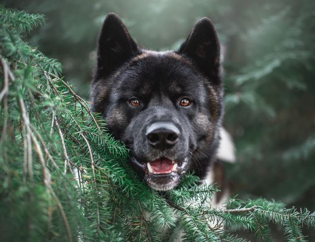 9 Symbolic Meanings of Dreaming of a Black Dog