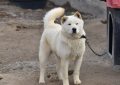 9 Symbolic Meanings of Dreaming about Jindo Dogs
