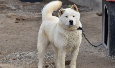 9 Symbolic Meanings of Dreaming about Jindo Dogs