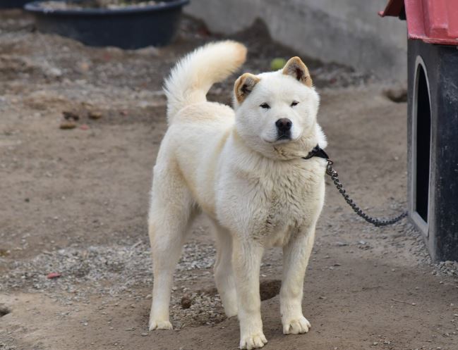 9 Symbolic Meanings of Dreaming about Jindo Dogs