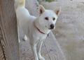 9 Symbolic Meanings of Dreaming about Stray Dogs