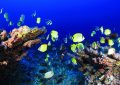 7 Symbolic Meanings of Dreaming of Tropical Fish