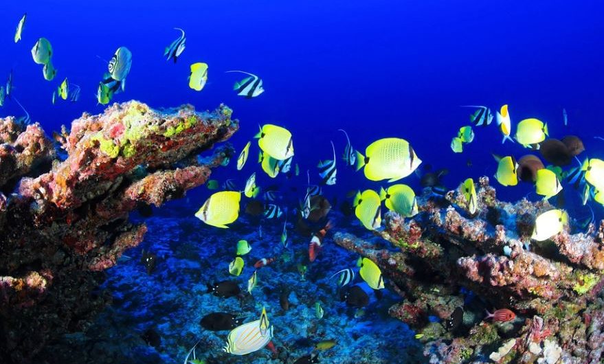 7 Symbolic Meanings of Dreaming of Tropical Fish