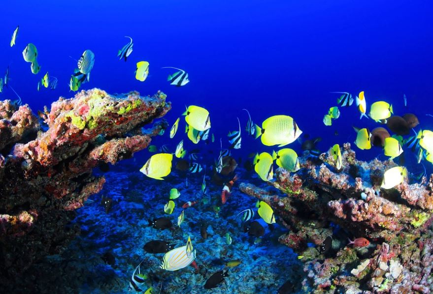7 Symbolic Meanings of Dreaming of Tropical Fish