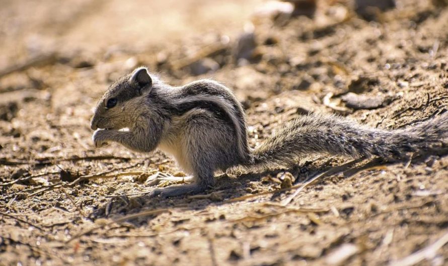 27 Symbolic Meanings of Dreaming about Squirrels