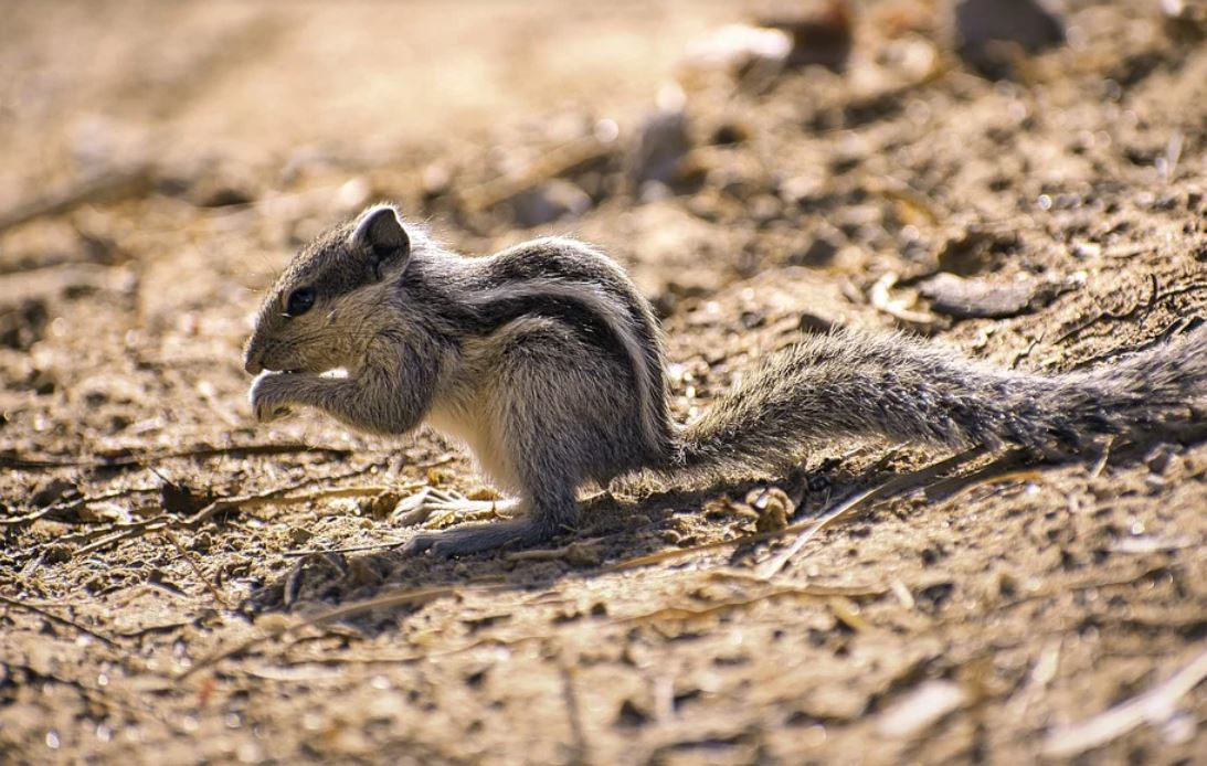 27 Symbolic Meanings of Dreaming about Squirrels