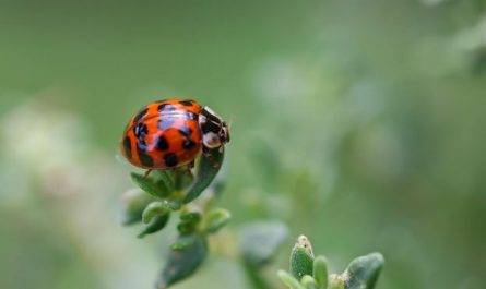 10 Symbolic Meanings of Dreaming of Ladybugs