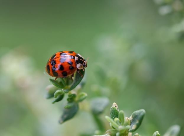 10 Symbolic Meanings of Dreaming of Ladybugs