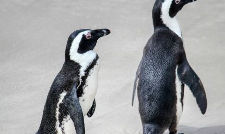 7 Symbolic Meanings of Dreaming about Penguins