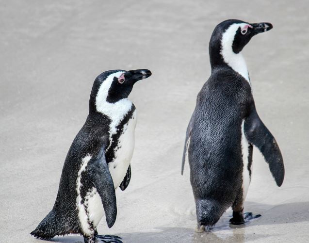 7 Symbolic Meanings of Dreaming about Penguins