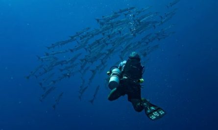 What does dreaming of catching fish symbolize?