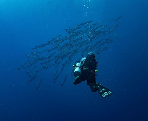 What does dreaming of catching fish symbolize?
