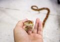What does it symbolize to dream of killing a snake?