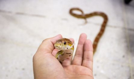 What does it symbolize to dream of killing a snake?