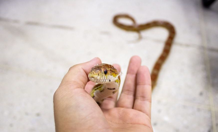 What does it symbolize to dream of killing a snake?