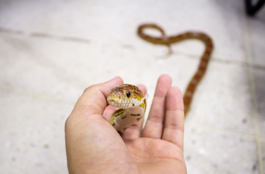 What does it symbolize to dream of killing a snake?
