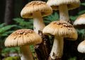 9 Symbolic Meanings of Dreaming about Matsutake Mushrooms