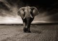 33 Symbolic Meanings of Dreaming about Elephants