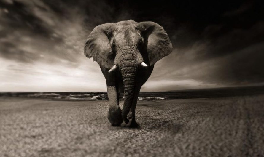 33 Symbolic Meanings of Dreaming about Elephants