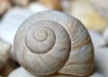 13 Symbolic Meanings of Dreaming of Seashells