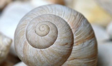 13 Symbolic Meanings of Dreaming of Seashells