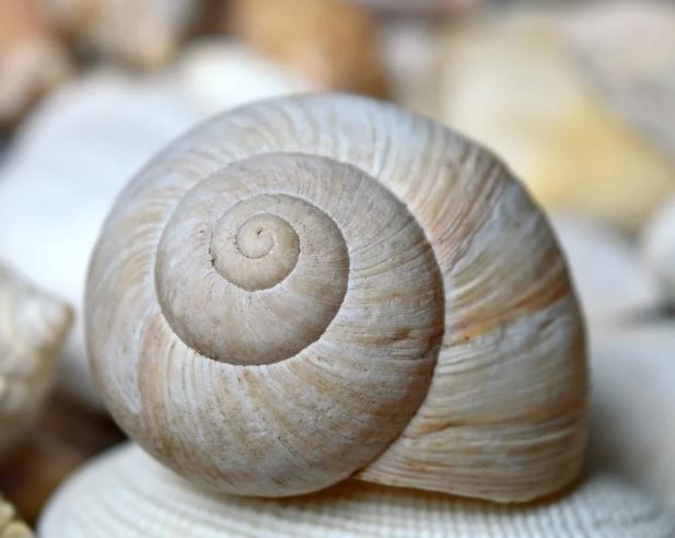 13 Symbolic Meanings of Dreaming of Seashells