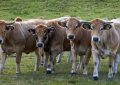 15 Symbolic Meanings of Dreaming About Cows