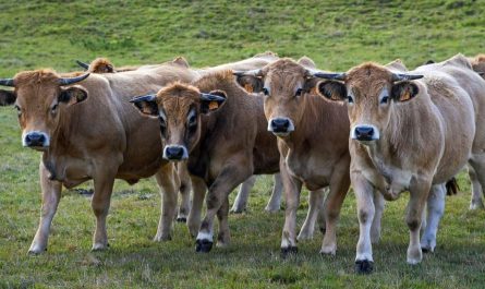 15 Symbolic Meanings of Dreaming About Cows