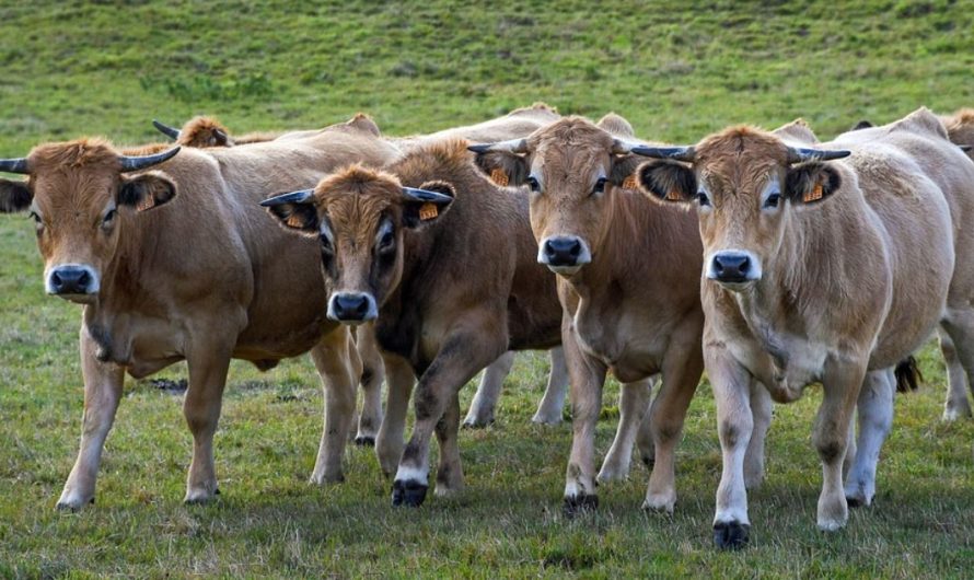 15 Symbolic Meanings of Dreaming About Cows