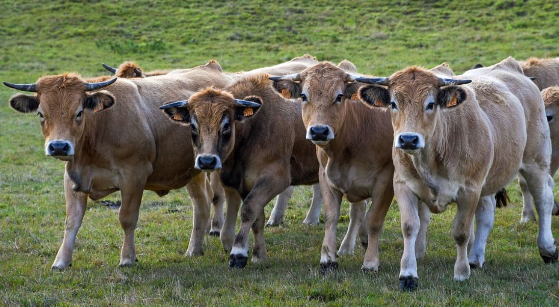 15 Symbolic Meanings of Dreaming About Cows
